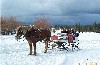 Sleigh ride at Lake Tahoe